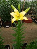 [5049 Frans Hals No02.JPG]